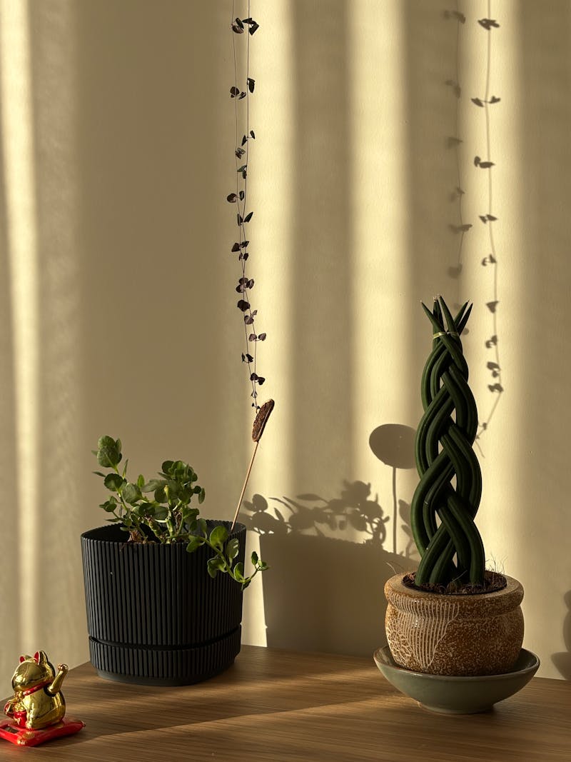 Örgülü Sukulentlerle Zarif İç Mekan Bitki Düzenlemesi